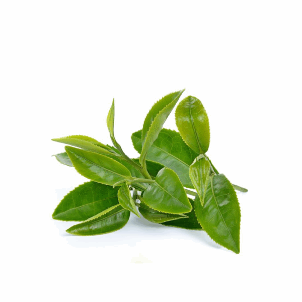 CHAMPÚ GREEN TEA BIO DETOX (250 ML) VOLTAGE - Imagen 2