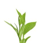 VOLTAGE SHAMPOO GREEN TEA BIO DETOX 250 ML