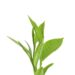 VOLTAGE SHAMPOO GREEN TEA BIO DETOX 250 ML